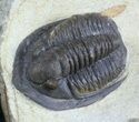 Diademaproetus Trilobite - Foum Zguid, Morocco #58731-1